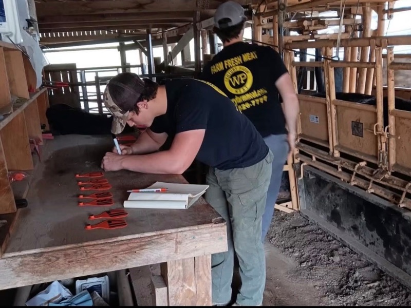 Two of the farm's hands at the working chute, one numbering ear tags at the bench beside an open ledger, the other in a Whitt's Place shirt