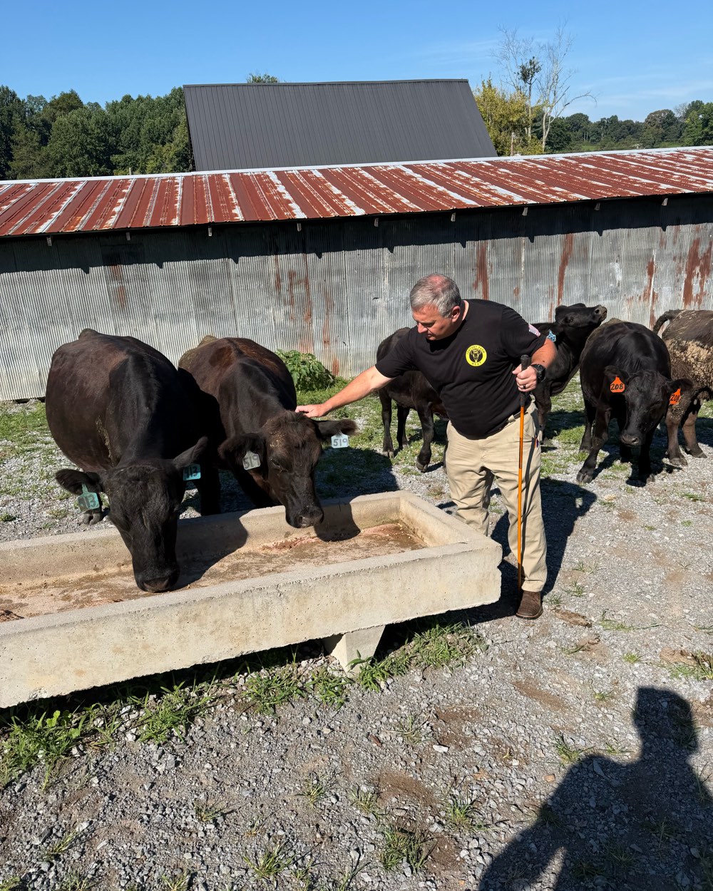 Whitt Shuford reaching over the water trough to scratch one of his cattle, the barn behind him